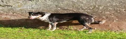 Border Collie dogs for sale: Adorable female sheepdog pups for sale  in Brecon - Advert 9