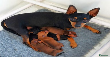 Miniature Pinscher dogs - Advert 11