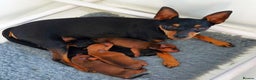 Miniature Pinscher dogs for sale: LAST PUPPY - LADYLUCKPINS KC MIN PINS - Advert 12