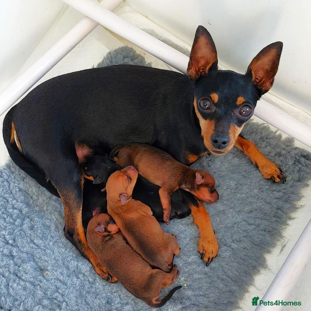 Miniature Pinscher dogs for sale: LAST PUPPY - LADYLUCKPINS KC MIN PINS - Advert 12