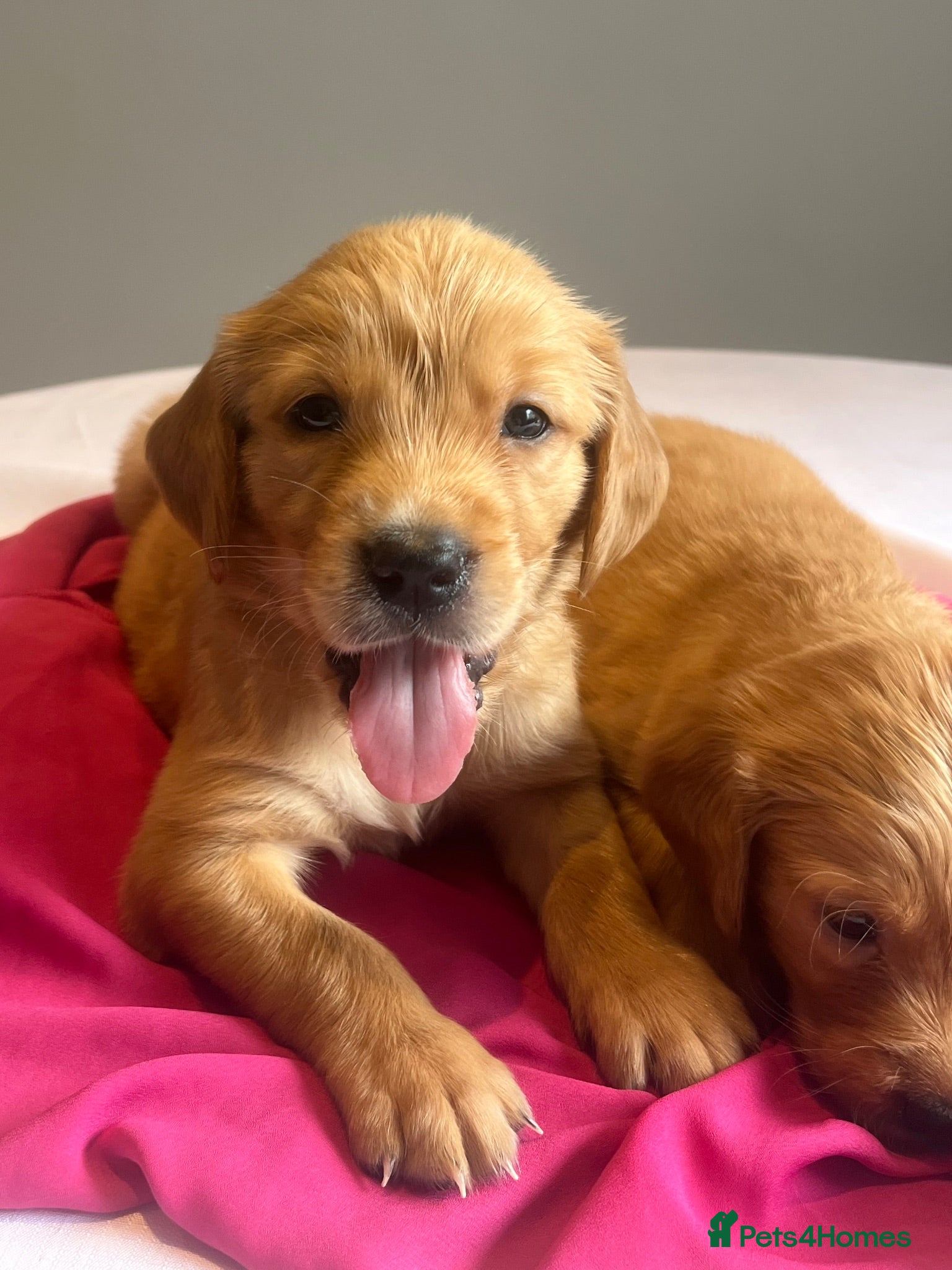 Golden Retriever dogs KC Fox Red Golden Retriever Puppies  - Advert 2