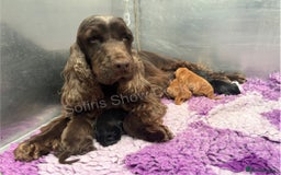 Cocker Spaniel dogs for sale: Waiting list for show litter due 27th sept - Image 9