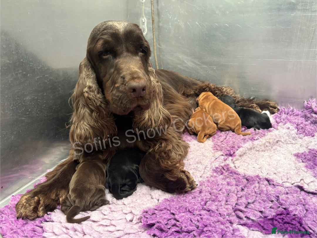 Cocker Spaniel dogs for sale: Waiting list for show litter due 27th sept - Image 9