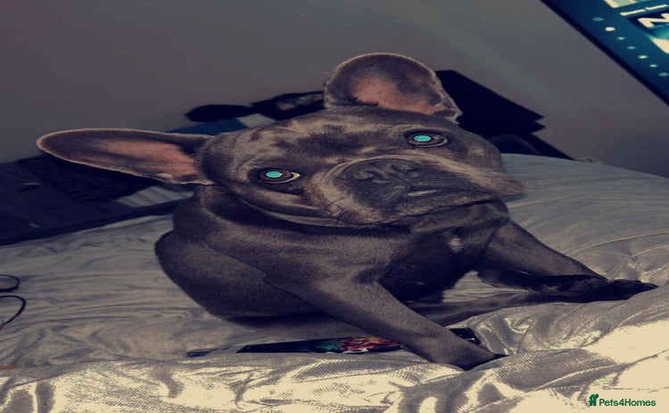 French Bulldog dogs - Advert 1