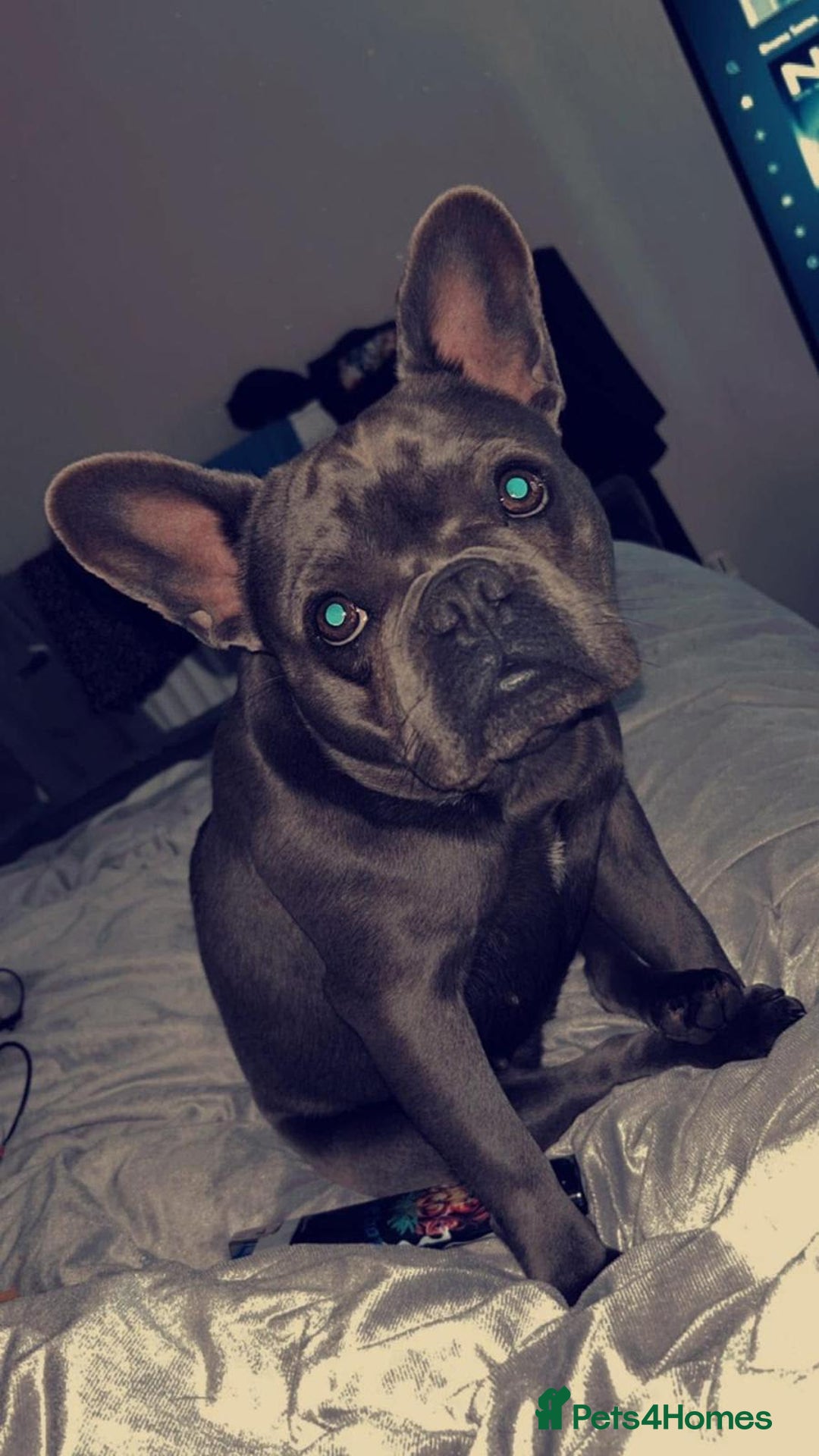 French Bulldog dogs for adoption: Meet BONNIE - a Lovely Girl, for a Loving Home - Image 1