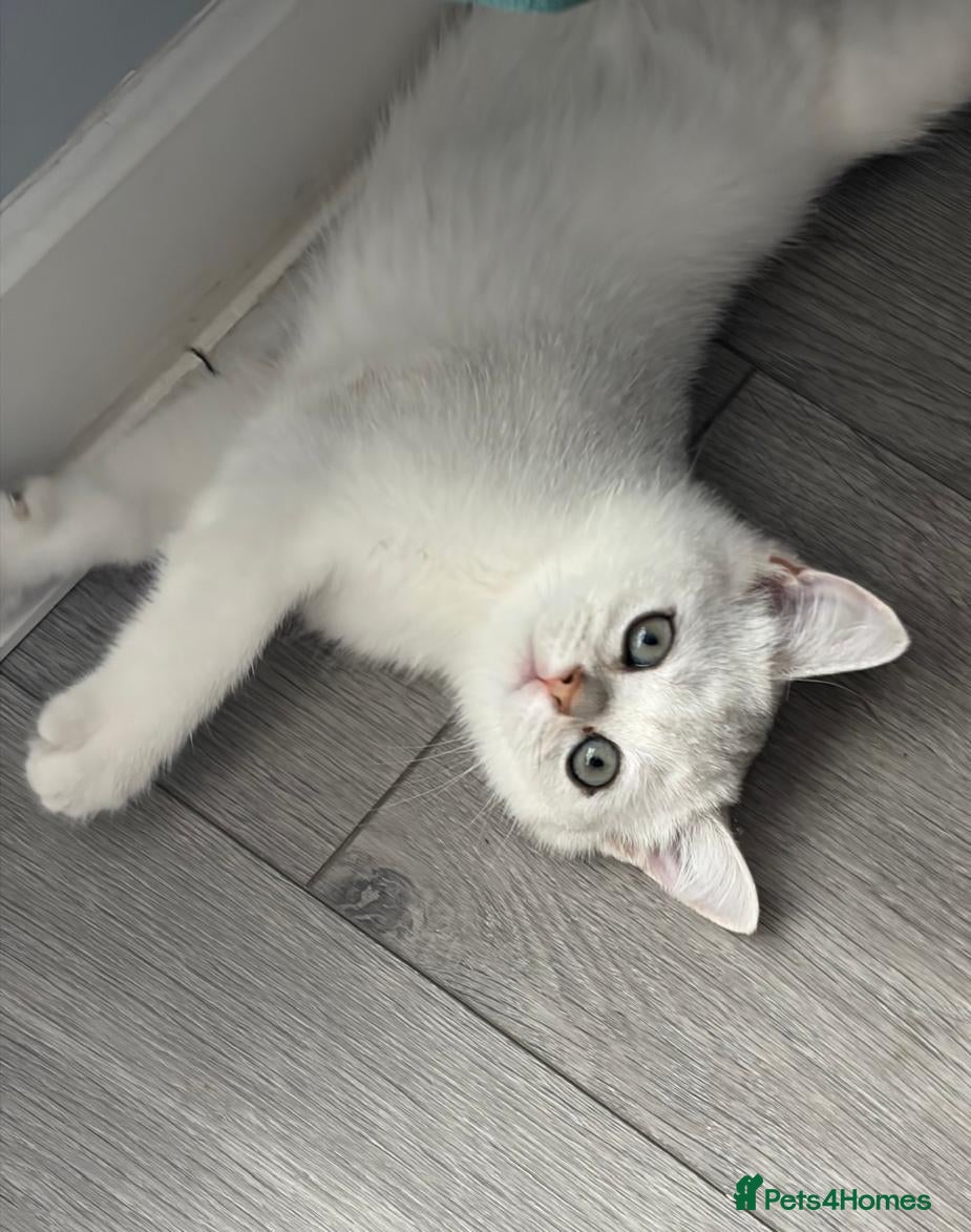 Scottish Fold cats Scottish Straight Fold Kittens - Only 1 left - Advert 2