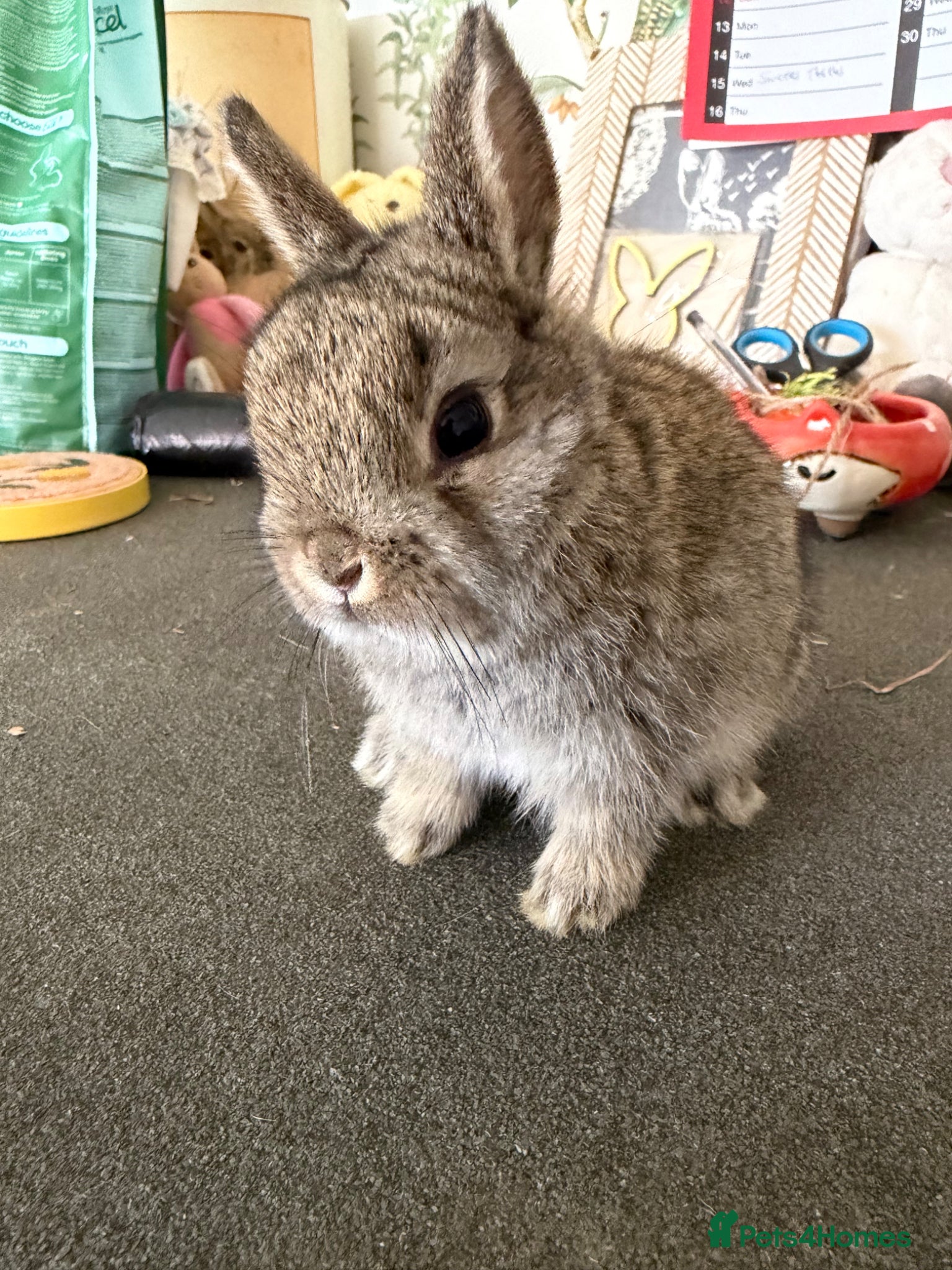 Netherland Dwarf rabbits Netherland dwarfs  - Advert 17