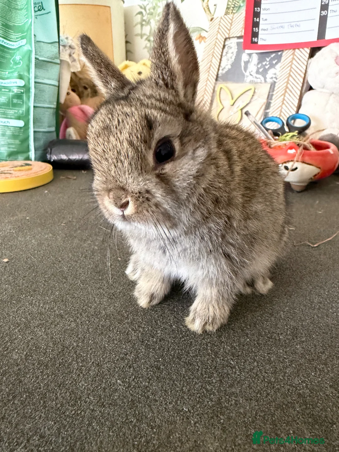 Netherland Dwarf rabbits for sale: Netherland dwarfs  - Advert 9
