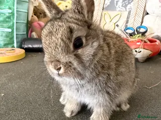 Netherland Dwarf rabbits Netherland dwarfs - Advert 17