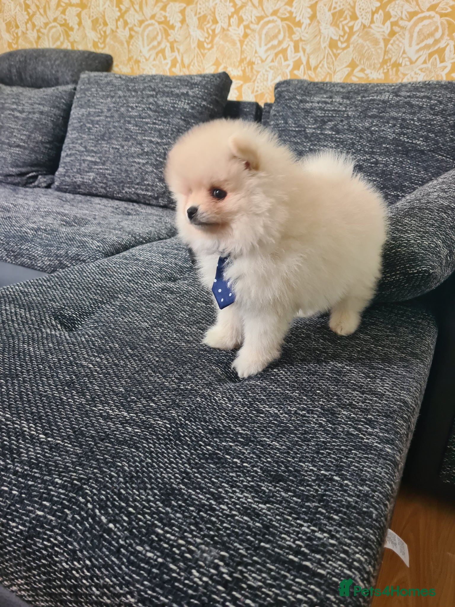 Pomeranian dogs Beautiful pomeranian male Teddy bears  - Advert 14