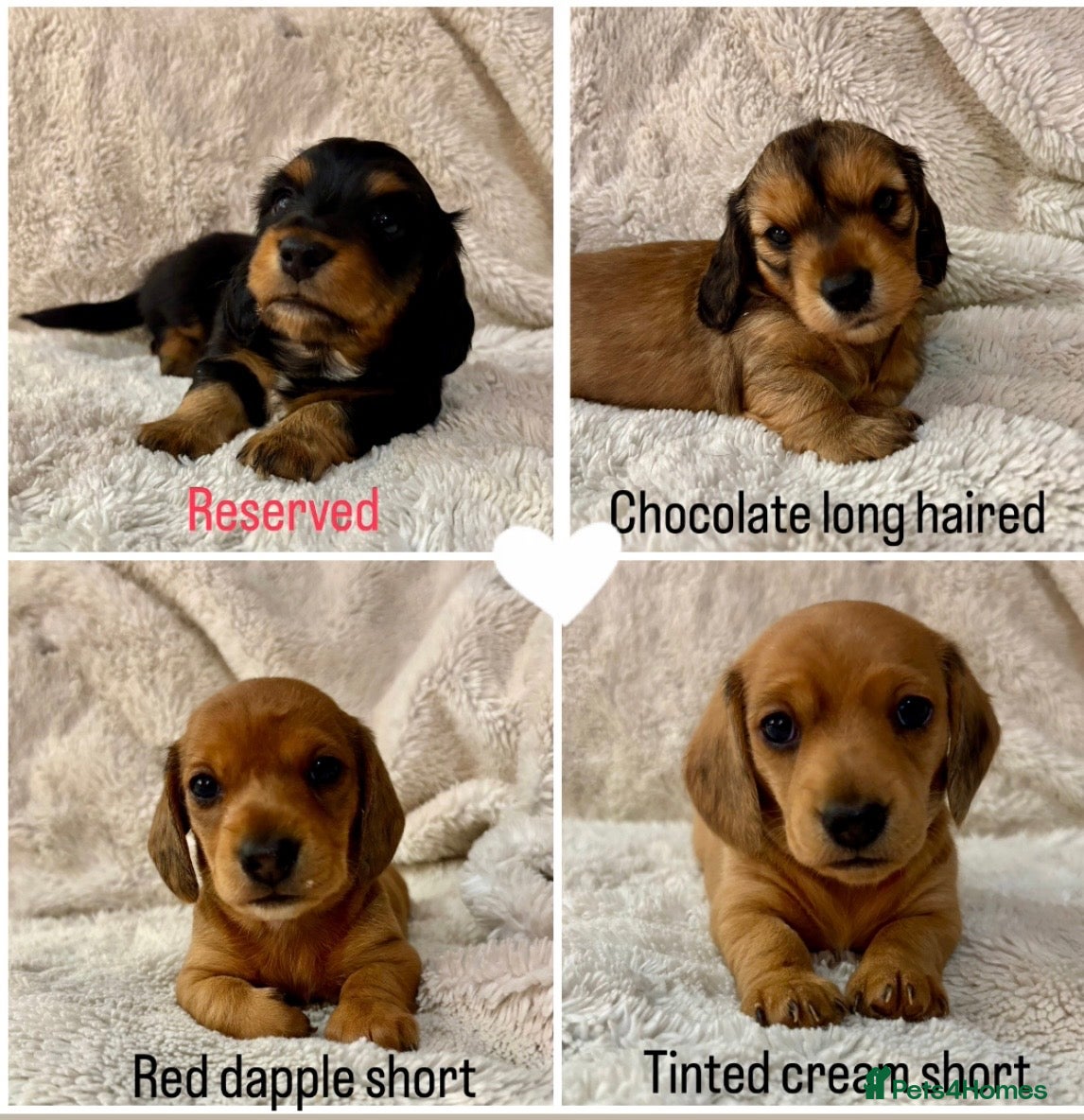 Miniature Dachshund dogs 4 Beautiful Miniature Dachshunds ❤️ - Advert 16