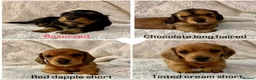 Miniature Dachshund dogs for sale: 4 Beautiful Miniature Dachshunds ❤️ in Haywards Heath - Advert 1