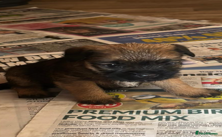 Border Terrier dogs - Advert 1
