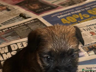 Border Terrier dogs - Advert 3
