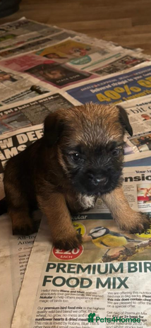 Border Terrier dogs - Advert 1