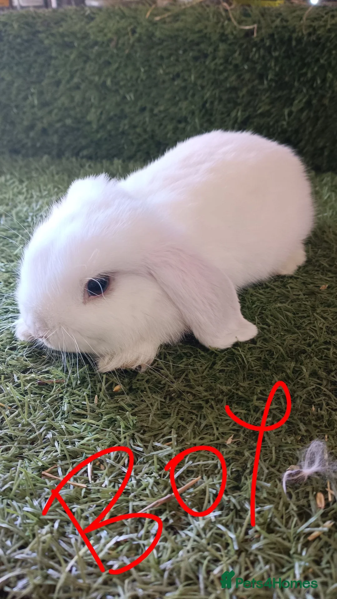 Mini Lop rabbits for sale: Mini lops  - Advert 2