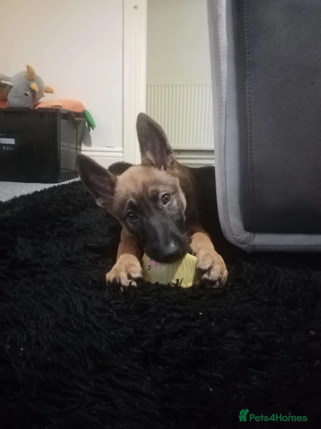 Mixed Breed dogs for sale: Female puppy  10 week GSD x Belgian Malinois - Advert 2