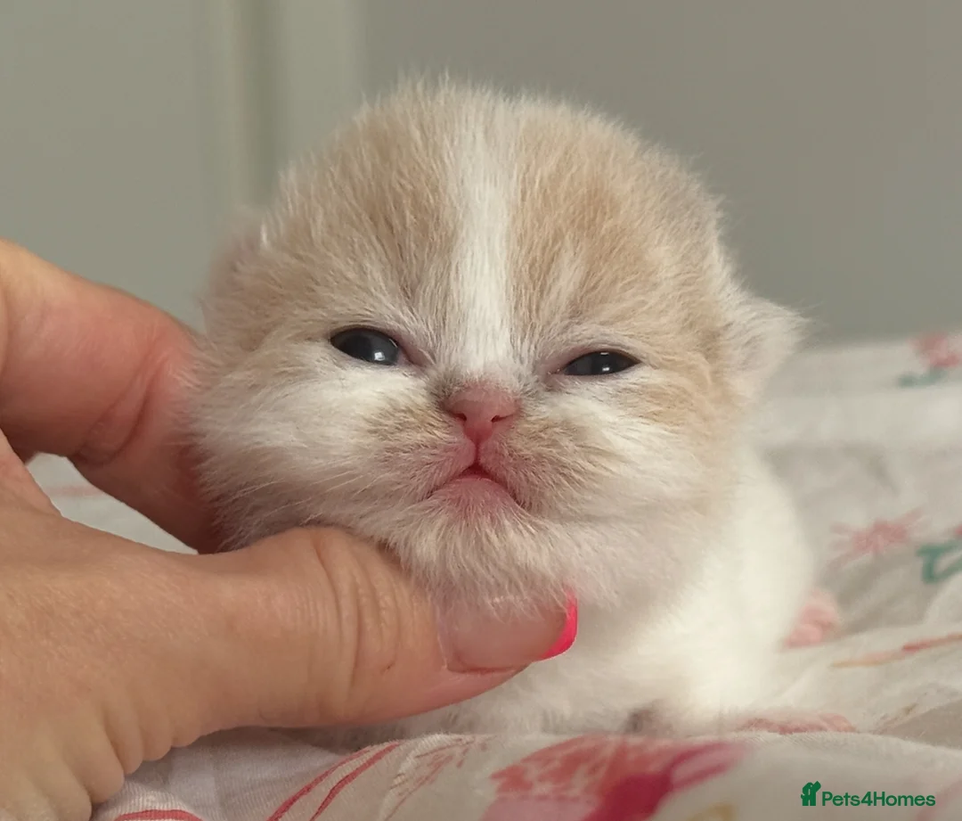 British Shorthair cats for sale: Tica SGC dam Lilac tortie and white daughter  - Advert 2