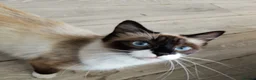 Mixed Breed cats for sale: 2 beautiful half ragdoll kittens  in Brighton - Advert 17