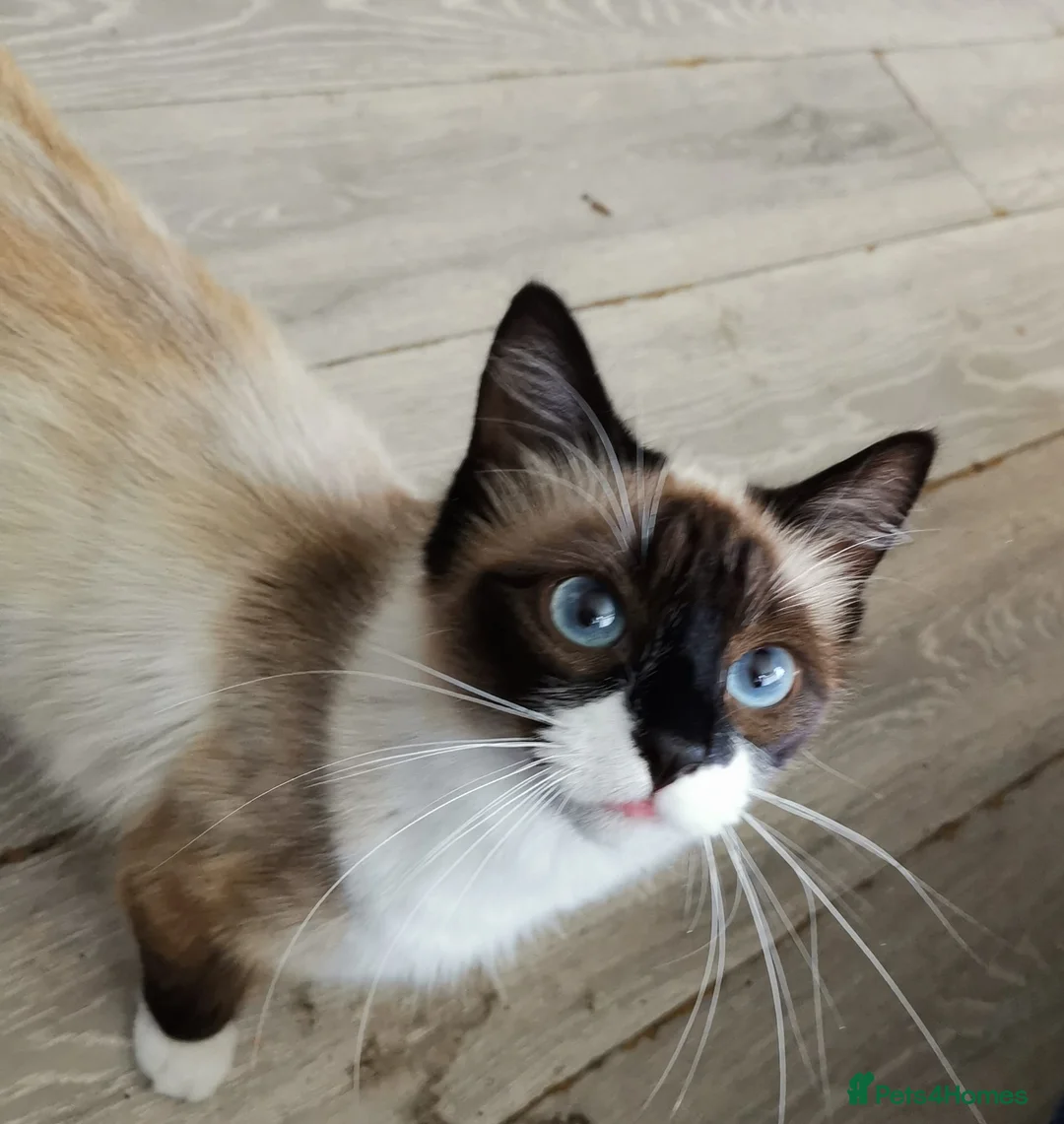 Mixed Breed cats for sale: 2 beautiful half ragdoll kittens  in Brighton - Advert 17