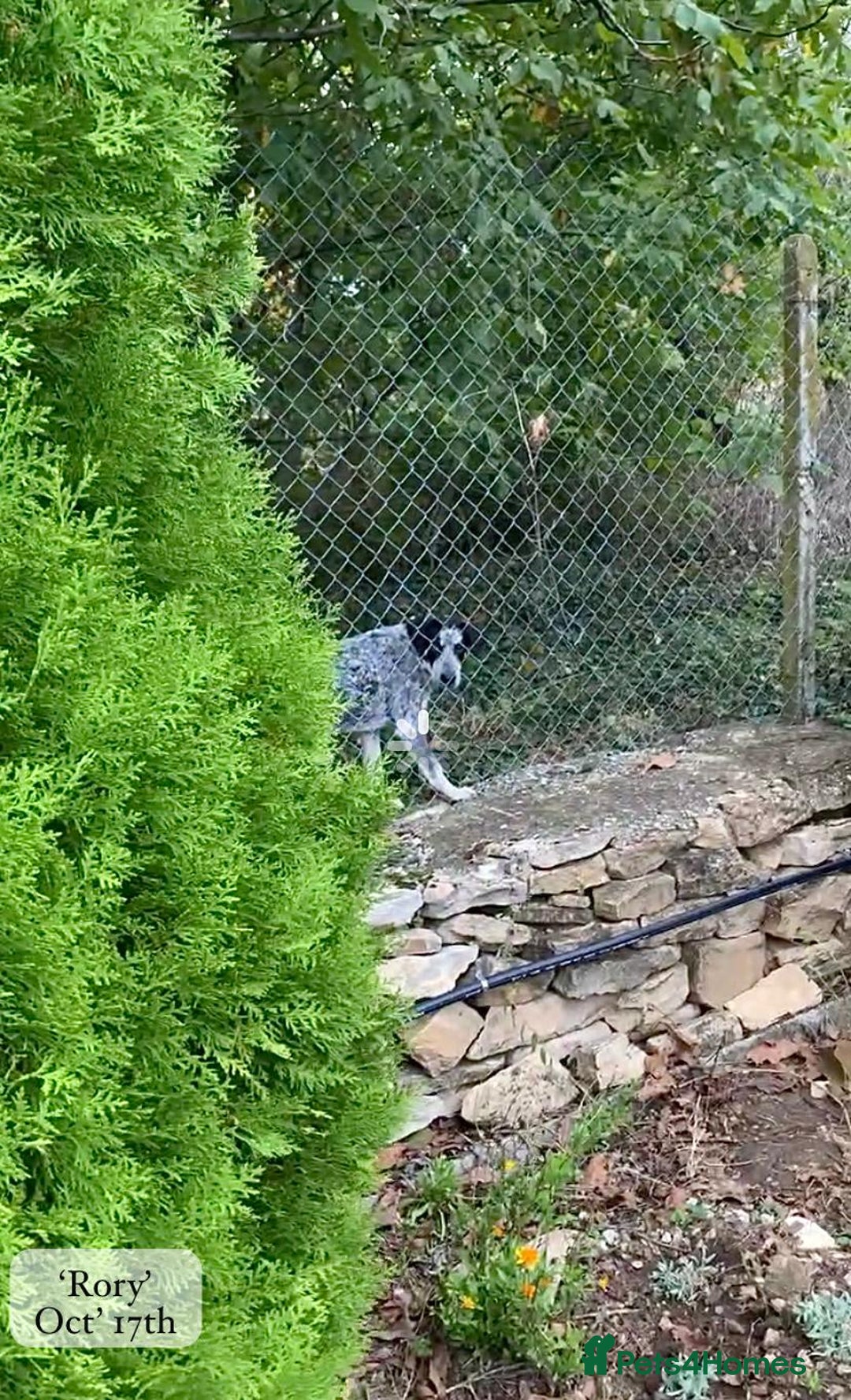 Mixed Breed dogs for adoption: Rory, 6-7 months approx. Available for adoption. - Advert 31