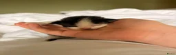 Mixed Breed cats for sale: 🐱7 beautiful kittens for sale! - Advert 6