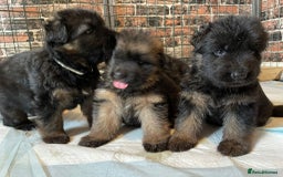German Shepherd dogs for stud: Herman Kennel Club registered GSD-stud in Doncaster - Image 11
