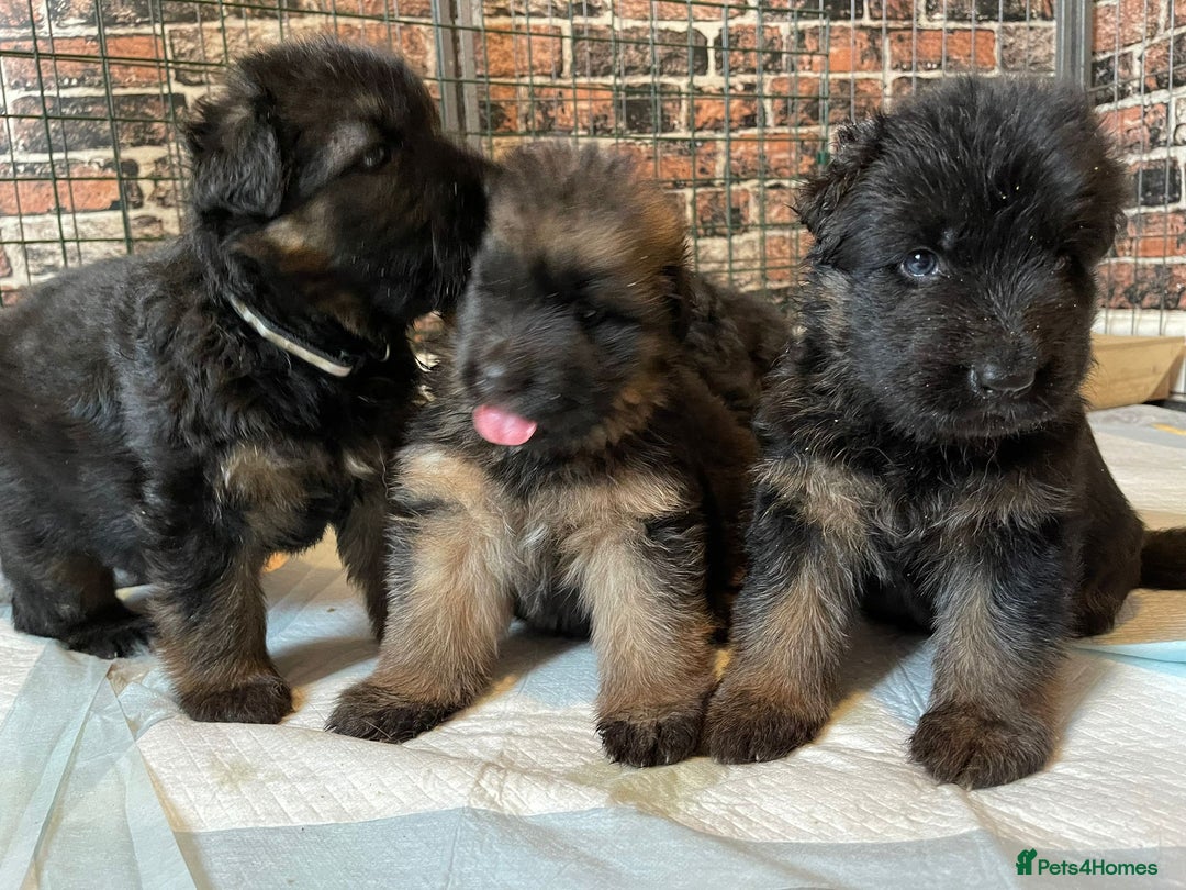 German Shepherd dogs for stud: Herman Kennel Club registered GSD-stud in Doncaster - Image 11