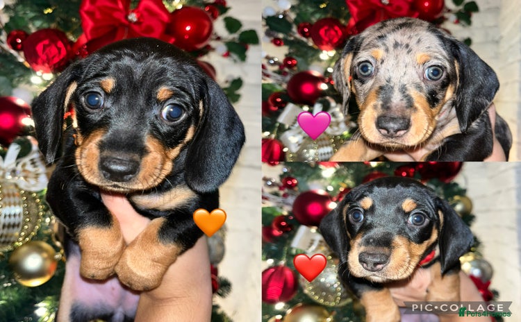 Miniature Dachshund dogs - Advert 16