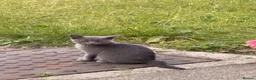 British Shorthair cats for sale: 2 boys  in Doncaster - Advert 2
