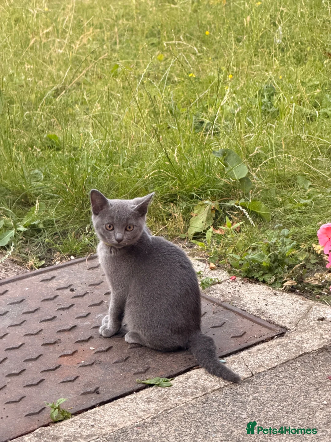British Shorthair cats for sale: 2 boys  in Doncaster - Advert 2