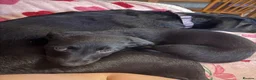 Borador dogs for sale: Borador puppies for sale  - Advert 3