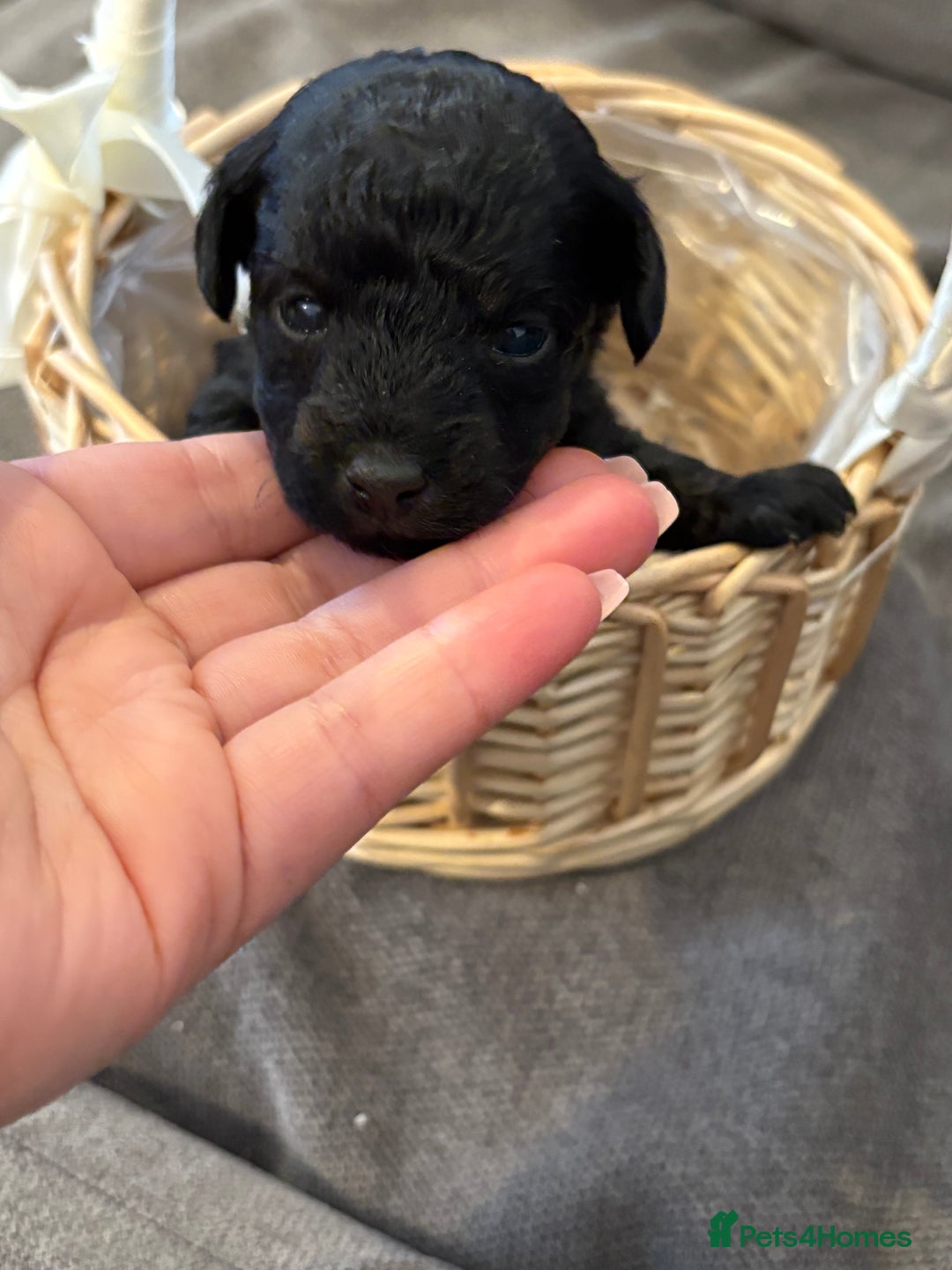 Jackapoo dogs for sale: Beautiful jackapoo’s  - Image 15