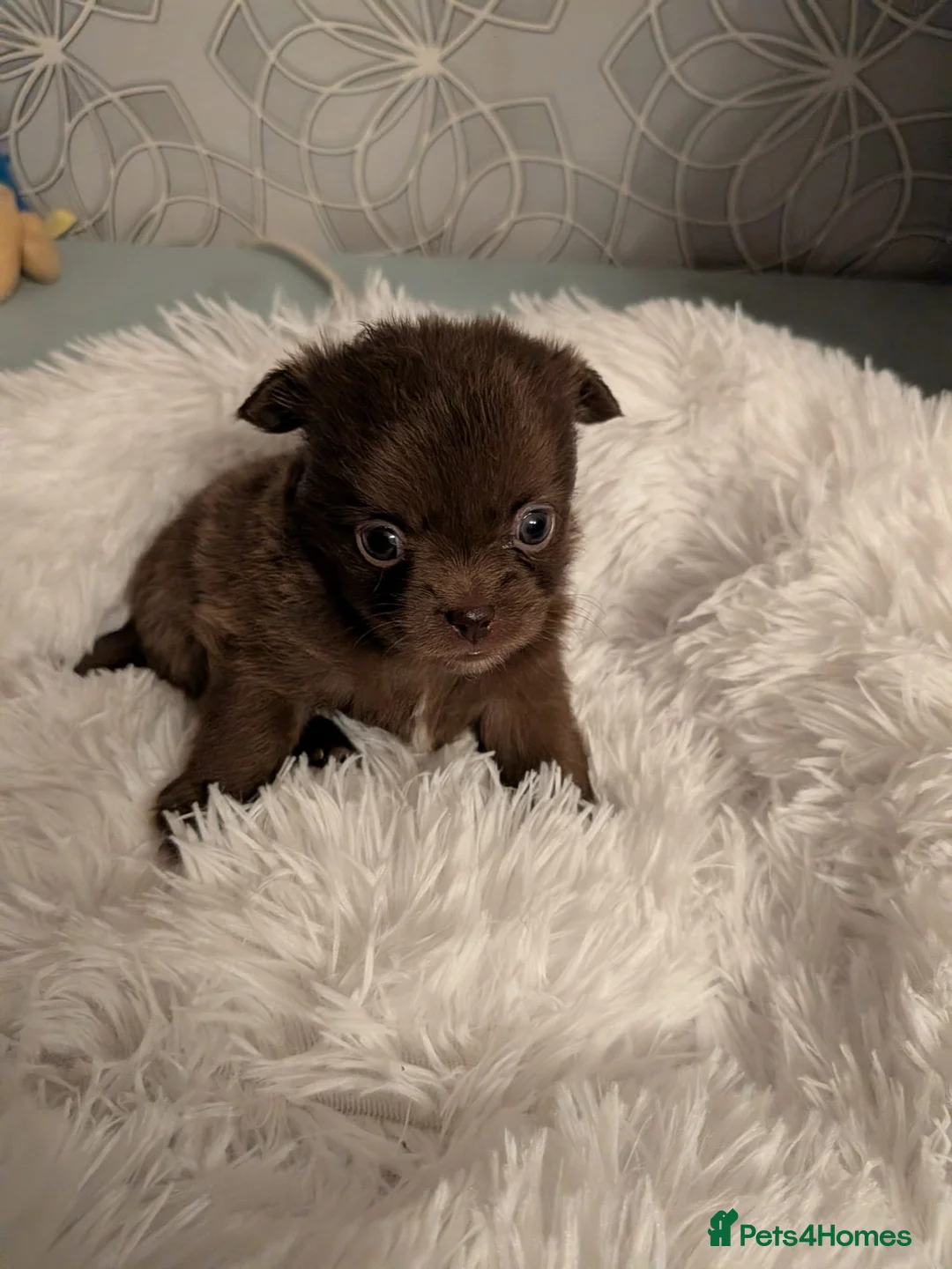 Pomchi dogs for sale: Beautiful Pomchi Puppies Loving 🏠 Reared Litters - Advert 7