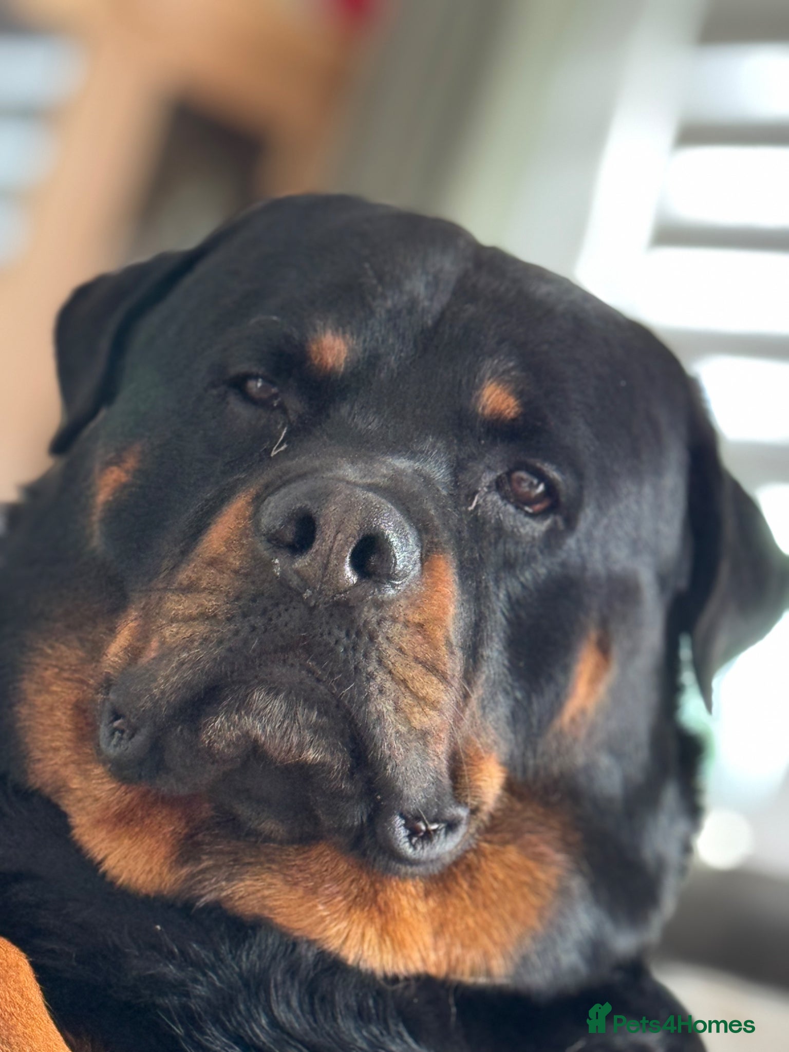 Rottweiler dogs 6 year old proven male for stud.  - Advert 4