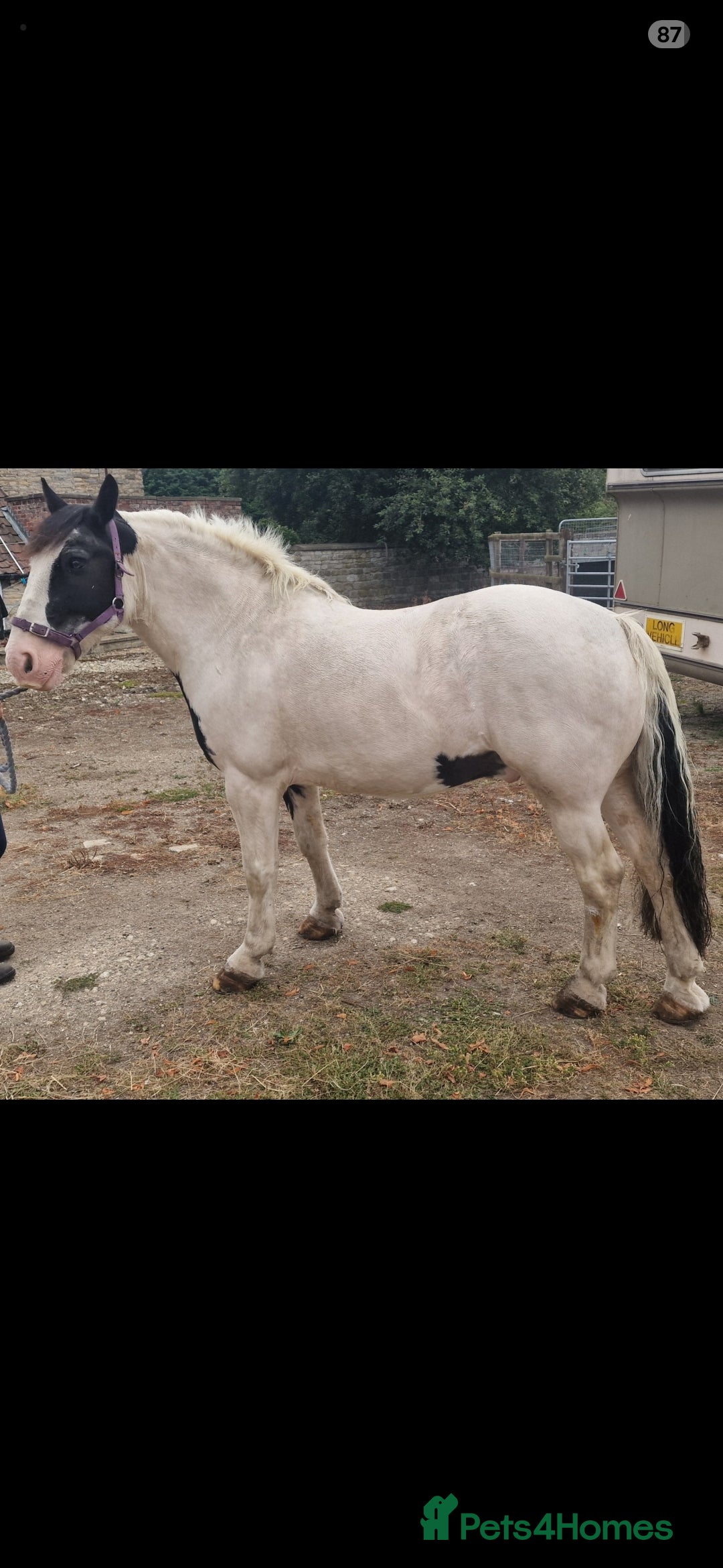 Irish Cob horses for sale: Seb the super cob!  - Advert 3