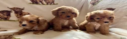 Cockapoo dogs for sale: F1 health clear cockapoo puppies  - Advert 32