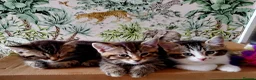 Mixed Breed cats for sale: Half Pedigree kittens - Advert 2