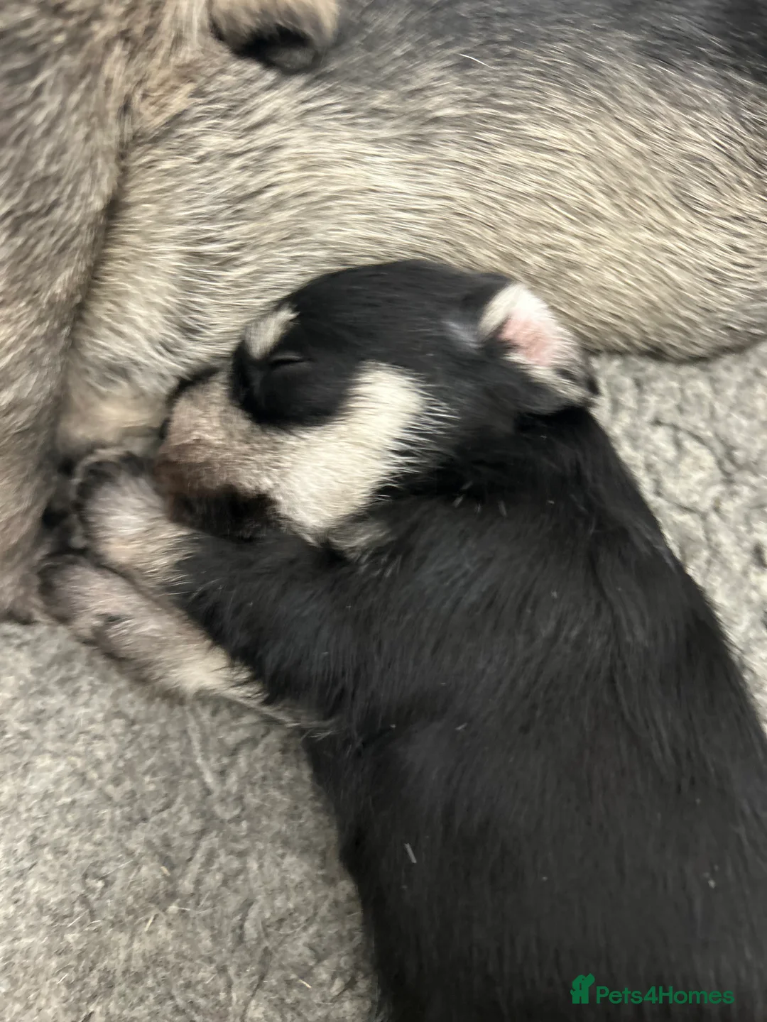 Miniature Schnauzer dogs for sale: Mini Schnauzer  - Advert 2