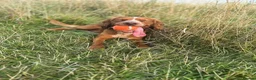 Cocker Spaniel dogs for sale: Working Cocker Spaniel Puppies  - Advert 5