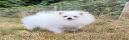 Pomeranian dogs for sale: Beautiful Purebred Pomeranian Female 5½ Months Old - Advert 2