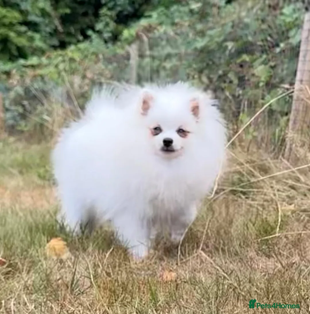 Pomeranian dogs for sale: Beautiful Purebred Pomeranian Female 5½ Months Old - Advert 2