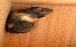 Guinea Pig rodents for sale: Extra Special Guinea Pig Babies  - Image 11