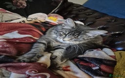 Maine Coon cats for sale: 9 month old maine coon - Image 1