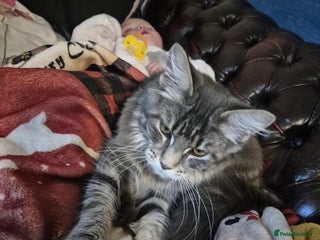 Maine Coon cats - Advert 31