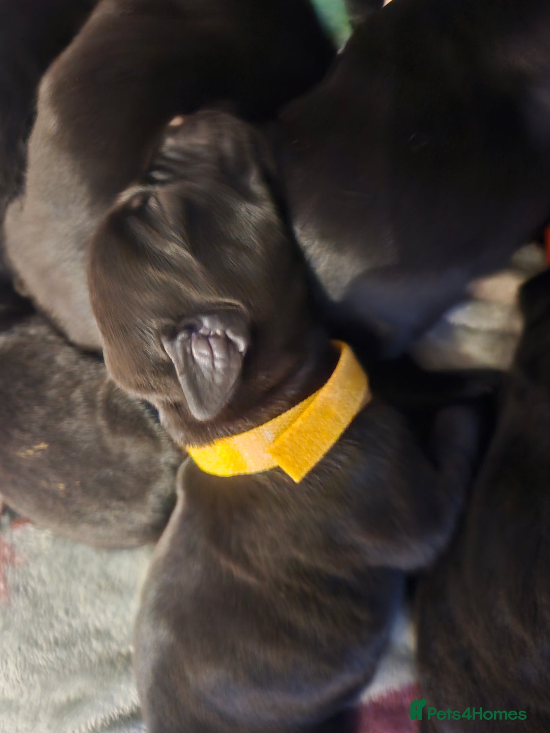 Labrador Retriever dogs for sale: Black labrador puppies - Advert 6