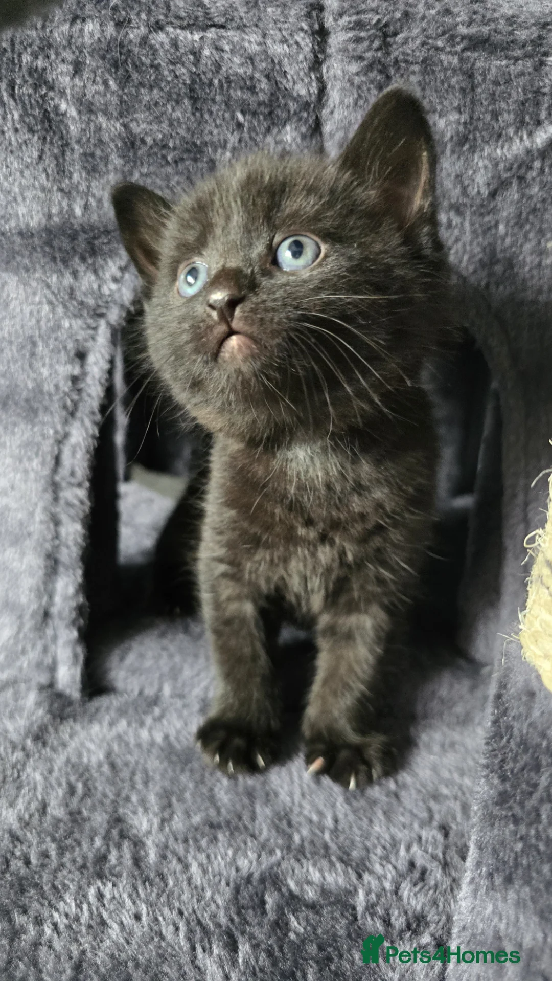 Mixed Breed cats for sale: 2x Males Kittens, Litter Brothers in Northwich - Advert 2