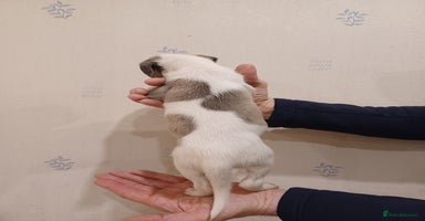 Whippet dogs Beautiful KC Reg Whippet Puppies - Advert 2