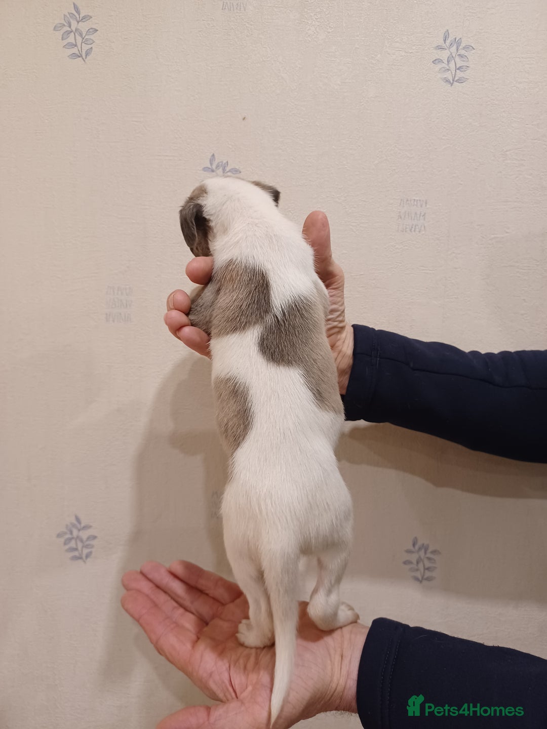 Whippet dogs for sale: Beautiful KC Reg Whippet Puppies - Advert 3