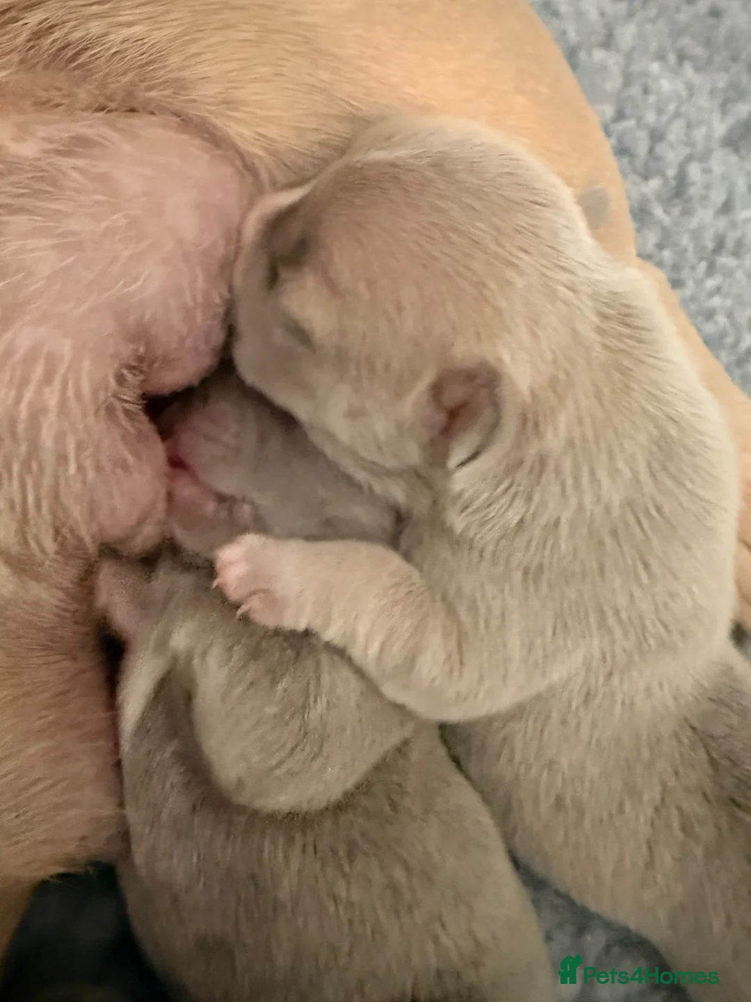 French Bulldog dogs for sale: French bulldog puppies now available  - Advert 11